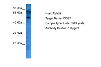 COG7 Rabbit Polyclonal Antibody