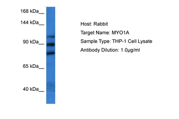 MYO1A Rabbit Polyclonal Antibody