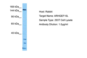 ARHGEF10L Rabbit Polyclonal Antibody