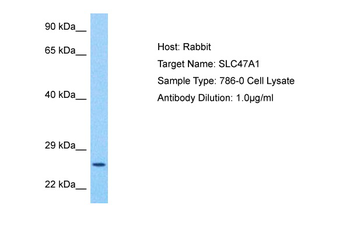 SLC47A1 Rabbit Polyclonal Antibody