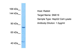 SNX19 Rabbit Polyclonal Antibody