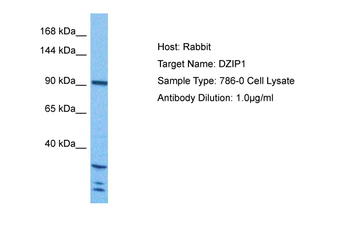 DZIP1 Rabbit Polyclonal Antibody