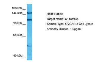 CEP128 Rabbit Polyclonal Antibody