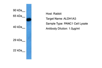 ALDH1A3 Rabbit Polyclonal Antibody