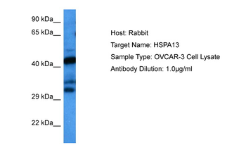 HSPA13 Rabbit Polyclonal Antibody