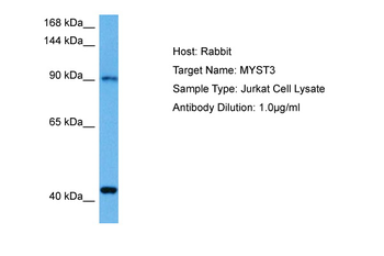 KAT6A Rabbit Polyclonal Antibody