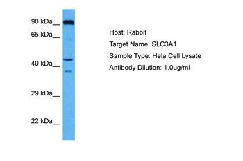 SLC3A1 Rabbit Polyclonal Antibody
