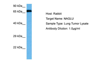NAGLU Rabbit Polyclonal Antibody