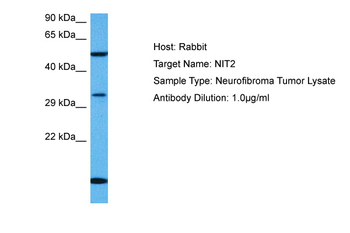 NIT2 Rabbit Polyclonal Antibody