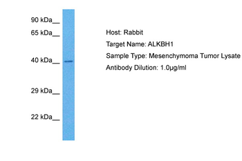 ALKBH1 Rabbit Polyclonal Antibody