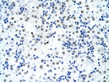 SREBF1 Rabbit Polyclonal Antibody