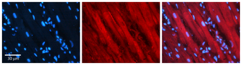 ID1 Rabbit Polyclonal Antibody