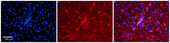 NFATC1 Rabbit Polyclonal Antibody