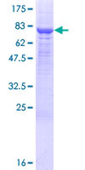 PM20D1 (Human) Recombinant Protein (P01)