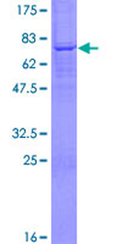 PCOLCE2 (Human) Recombinant Protein (P01)