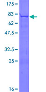 GORASP2 (Human) Recombinant Protein (P01)