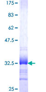 SYT11 (Human) Recombinant Protein (Q01)