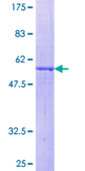 NXPH4 (Human) Recombinant Protein (P01)