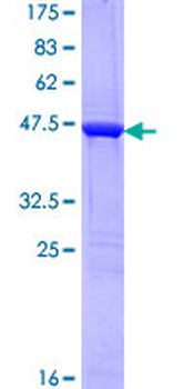 STMN2 (Human) Recombinant Protein (P01)