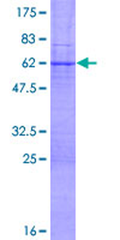 XBP1 (Human) Recombinant Protein (P01)