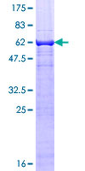 TEAD3 (Human) Recombinant Protein (P01)