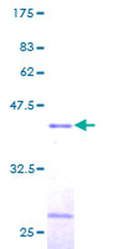 TCEB2 (Human) Recombinant Protein (P01)