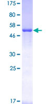 STX1A (Human) Recombinant Protein (P01)