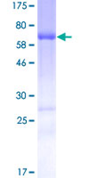 STAC (Human) Recombinant Protein (P01)