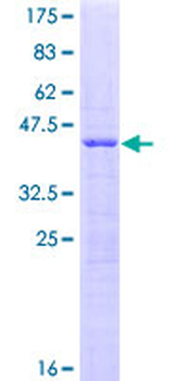 SRP19 (Human) Recombinant Protein (P01)