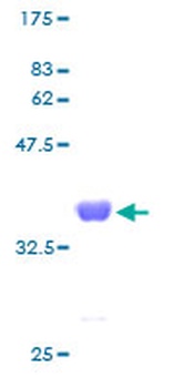 SNRPE (Human) Recombinant Protein (P01)