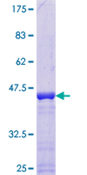 SNRPC (Human) Recombinant Protein (P01)