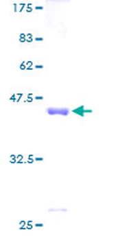 SNCB (Human) Recombinant Protein (P01)