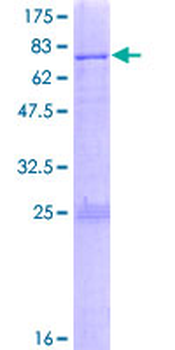 SNAPC1 (Human) Recombinant Protein (P01)
