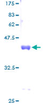 SUMO2 (Human) Recombinant Protein (P01)