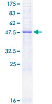 SECTM1 (Human) Recombinant Protein (P01)
