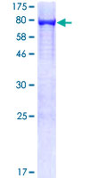 PTPN6 (Human) Recombinant Protein (P01)