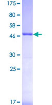 PSME2 (Human) Recombinant Protein (P01)