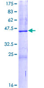 SRGN (Human) Recombinant Protein (P02)