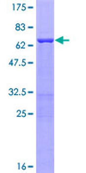 POLB (Human) Recombinant Protein (P01)