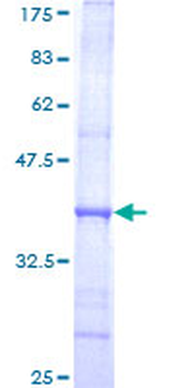 POLA (Human) Recombinant Protein (Q01)