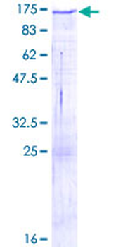 PCDH8 (Human) Recombinant Protein (P01)