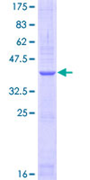 NPR1 (Human) Recombinant Protein (Q01)