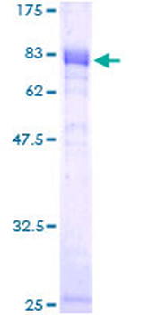 NFIL3 (Human) Recombinant Protein (P01)