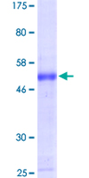 MYCL1 (Human) Recombinant Protein (P01)