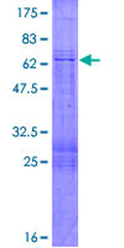 MFGE8 (Human) Recombinant Protein (P01)