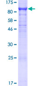MAG (Human) Recombinant Protein (P01)