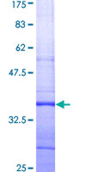 KCNH2 (Human) Recombinant Protein (Q01)