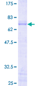 JUNB (Human) Recombinant Protein (P01)