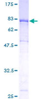ICAM3 (Human) Recombinant Protein (P01)