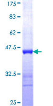ICA1 (Human) Recombinant Protein (Q01)